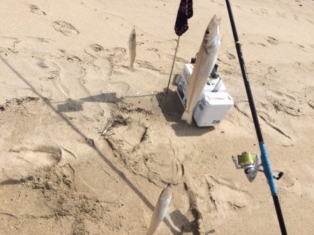 近場のサーフでキスのアタリを楽しみました