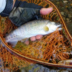 久々のヤマメ満喫