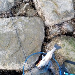 ルアーでの久々の釣果です。とても嬉しい一匹でした。