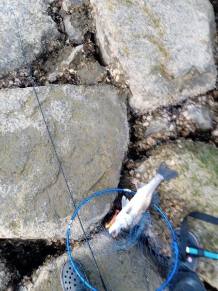 ルアーでの久々の釣果です。とても嬉しい一匹でした。