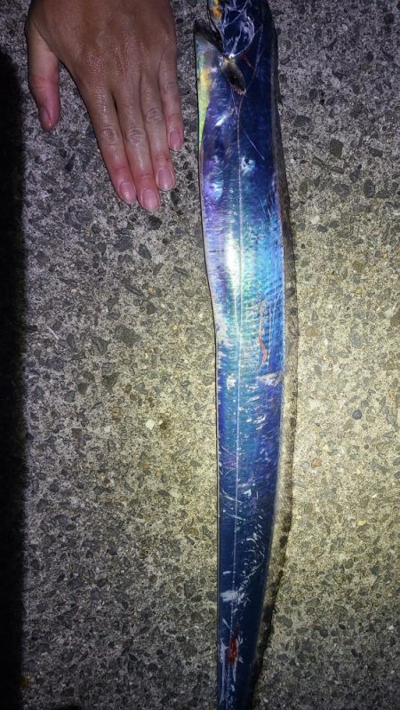 初めて釣ったタチウオ