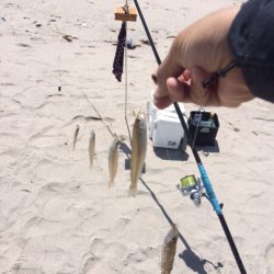 弓ヶ浜で気持ち良くキス釣りしてきました