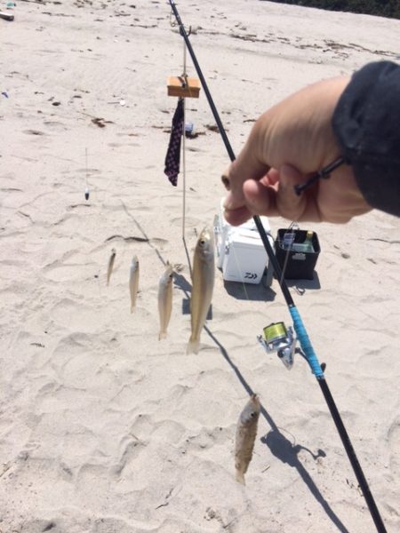 弓ヶ浜で気持ち良くキス釣りしてきました