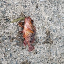 坊勢島でサビキ釣り