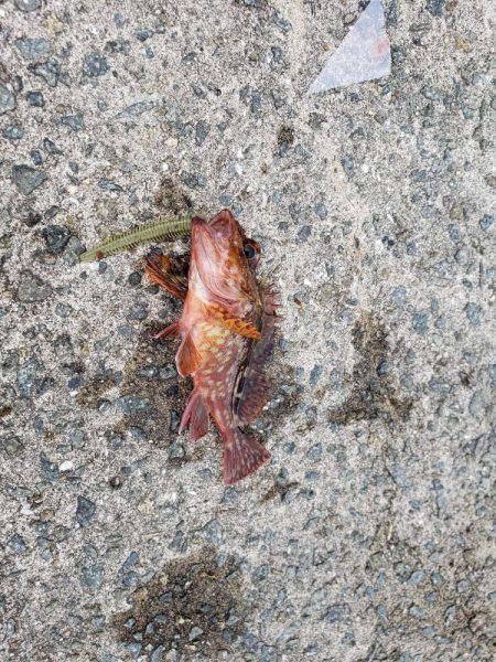 坊勢島でサビキ釣り