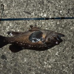 鹿島灘港でメバリング