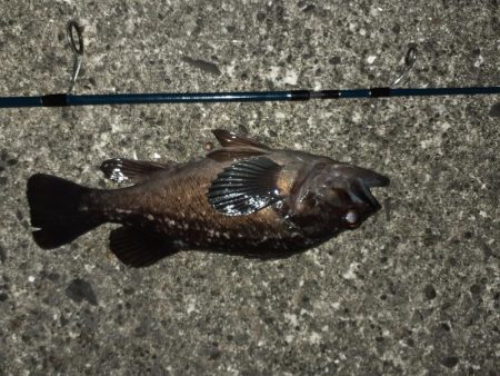 鹿島灘港でメバリング