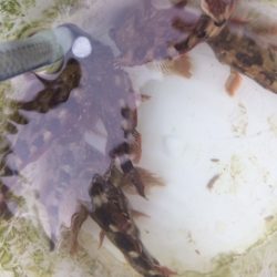 関門で１つテンヤマダイにチャレンジしました