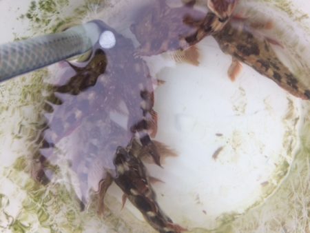 関門で１つテンヤマダイにチャレンジしました