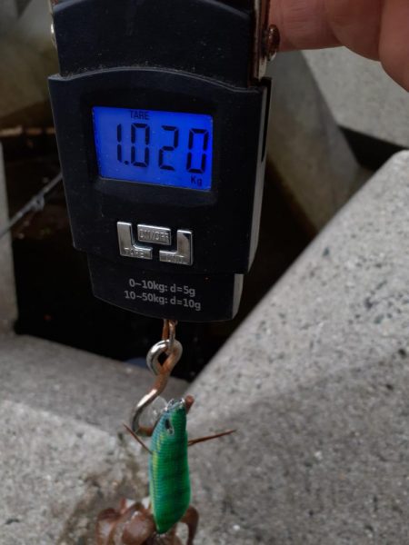 コウイカしかおらん