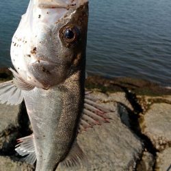 シーバス釣れてます
