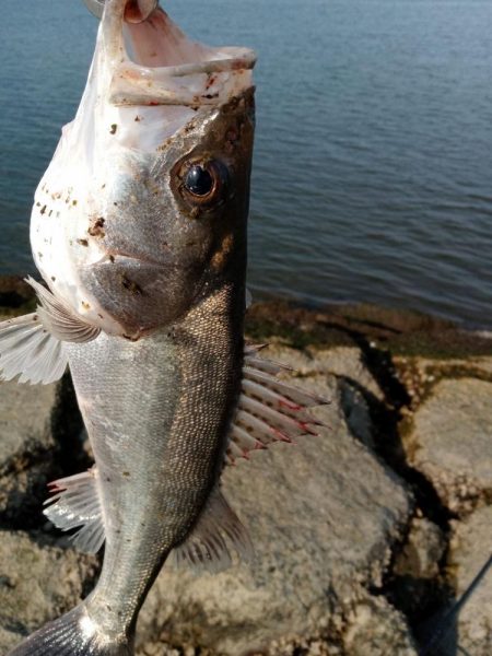 シーバス釣れてます