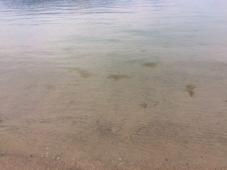 近場の浜に短時間の釣行をしてきました