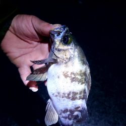 貸し切り良型メバル