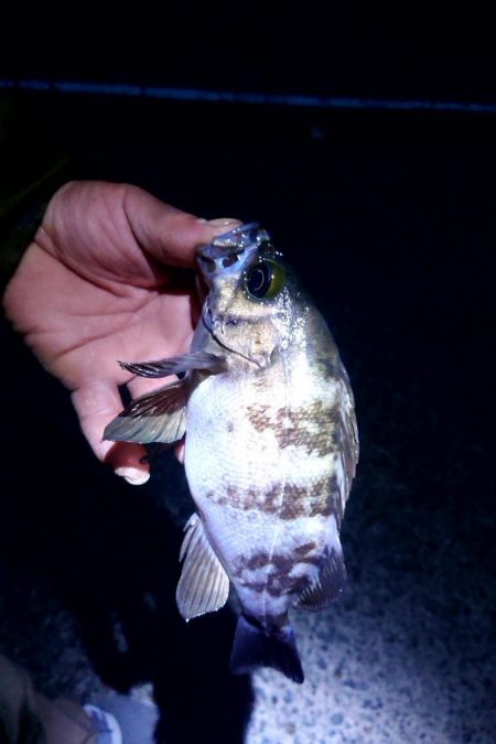 貸し切り良型メバル