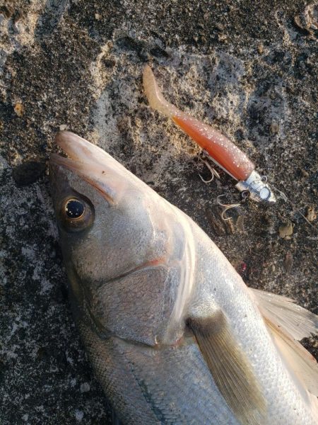 朝練釣行