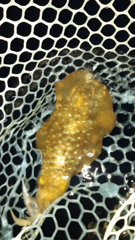 今年初アオリ。