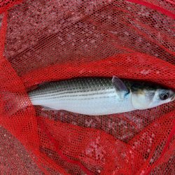 プチsalt water game