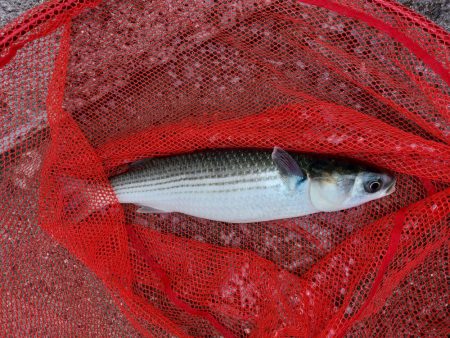 プチsalt water game