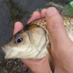 柿の種やらモロコやら