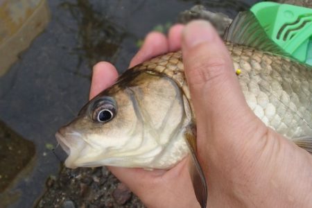 柿の種やらモロコやら