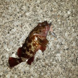 横須賀の海岸でのちょい投げ夜釣り