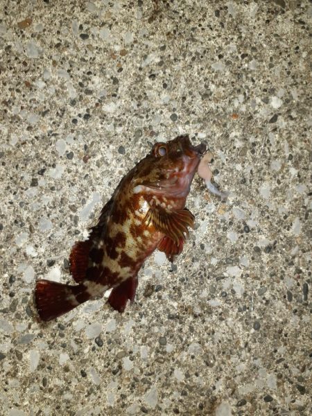 横須賀の海岸でのちょい投げ夜釣り