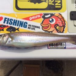 大型のキスの数釣り出来ました