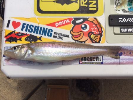 大型のキスの数釣り出来ました