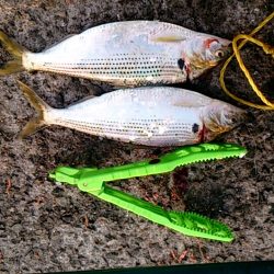 サビキは楽しい！