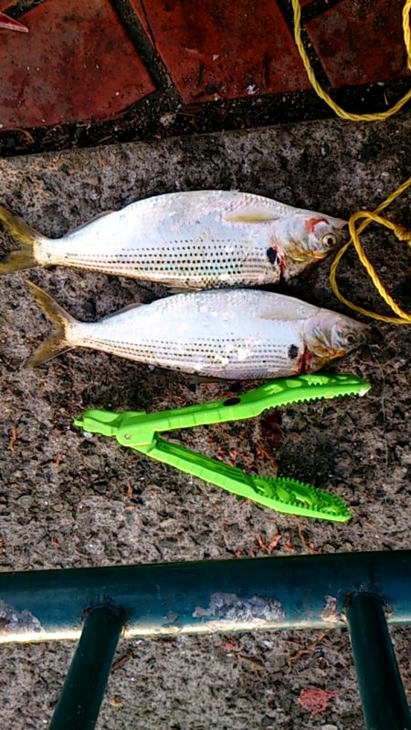 サビキは楽しい！