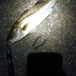 久しぶりに釣れた。