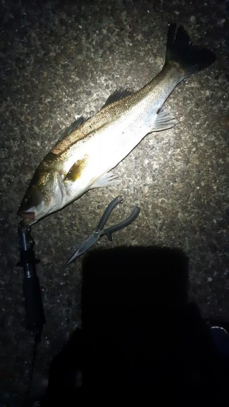 久しぶりに釣れた。