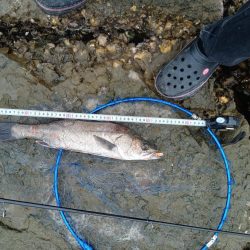 シーバス…釣れています