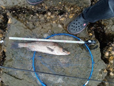 シーバス…釣れています