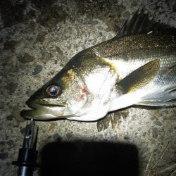 まだ釣れました。