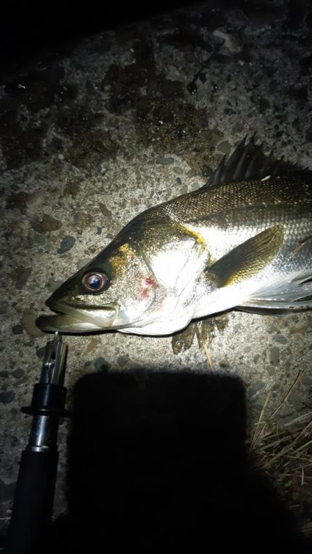 まだ釣れました。