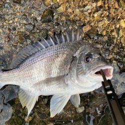 チヌハンター　パート2