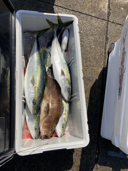 浅川沖でハマチ