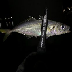 アジングと不意の大物