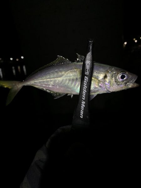 アジングと不意の大物