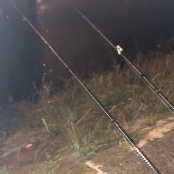 コウモリアタック