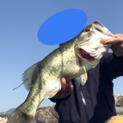 朝マズメだけで2本