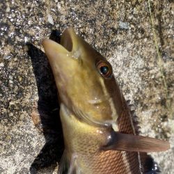 淡路島松帆の浦あたりを探検！果たして何が釣れるのか