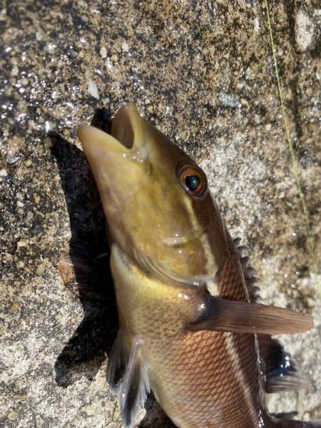 淡路島松帆の浦あたりを探検！果たして何が釣…
