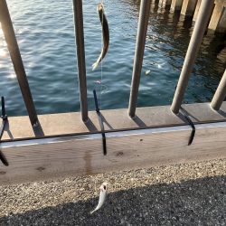 久しぶりのイワシっこ