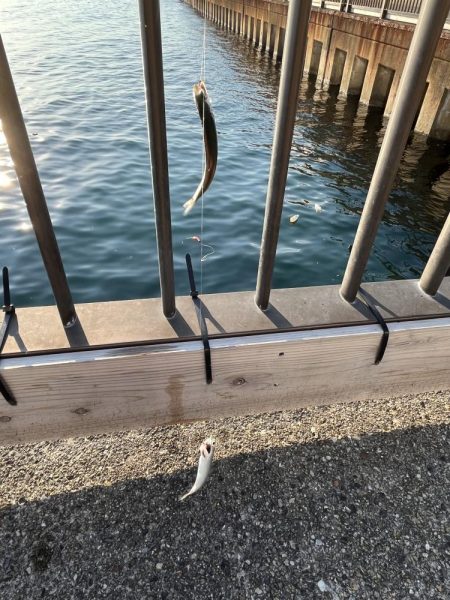 久しぶりのイワシっこ