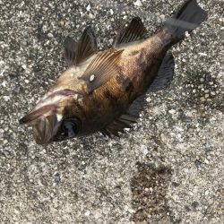 3年ぶりのメバル