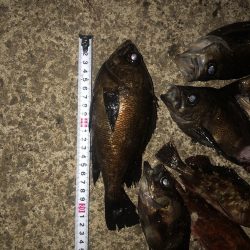 いつも時合いは突然にw。