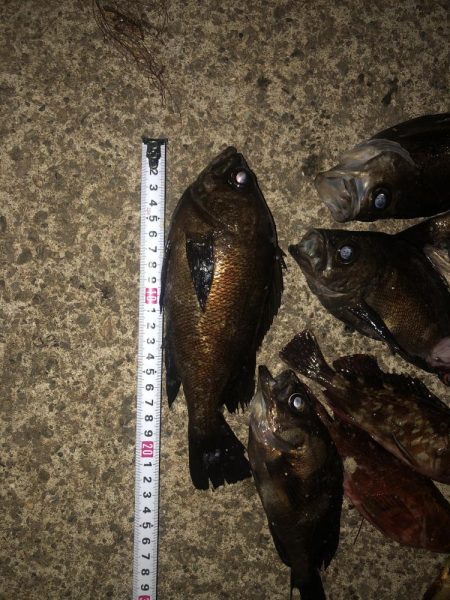 いつも時合いは突然にw。